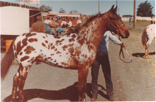 TandJ Cherokee Sundance