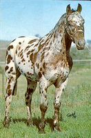 TandJ Cherokee SUndance