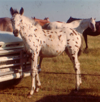 Waylo's Sully Sunbeam