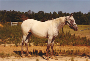 White Tips