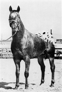 Colonel Peavy