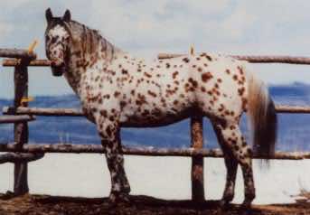 UlrichPapillon4