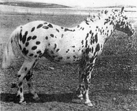 navajoscandy