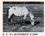 pvfsbutterfly
