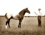 simcoeschinook