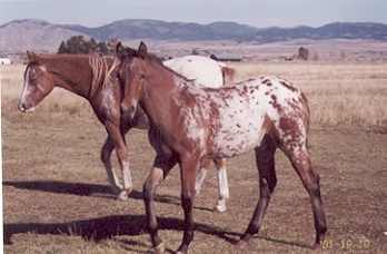 srusemillon