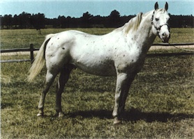 sullyslancer