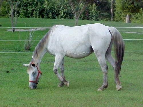 ulrichsbetsyu