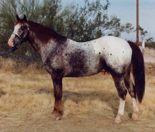 ulrichsollicutt