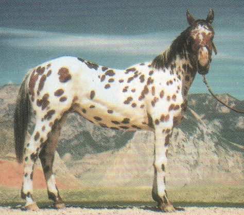 ulrichstecumseh