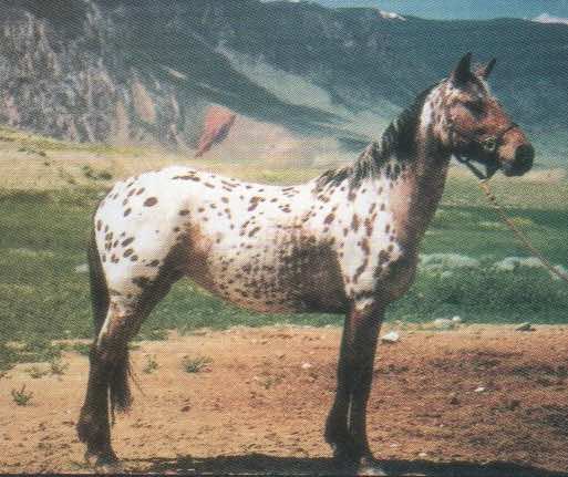 ulrichsweetsioux