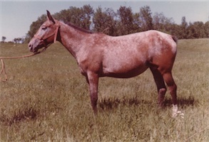 reddogsrevel