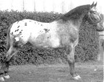generalblucher