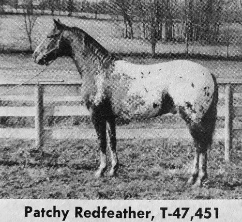patchyredfeather