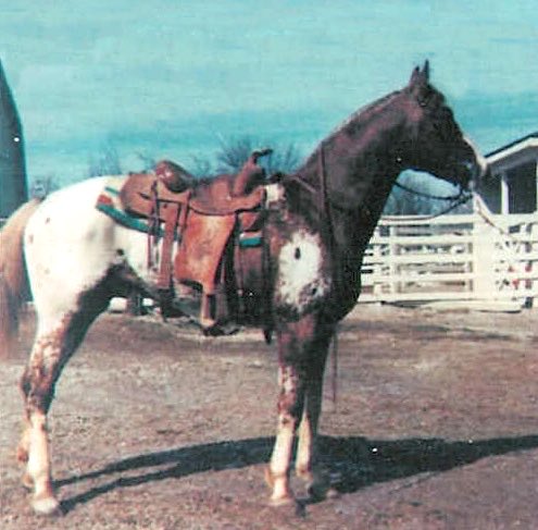 patchytopa