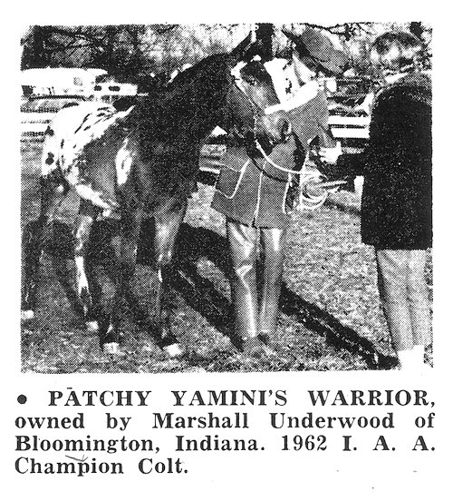 patchyyaminiswarrior