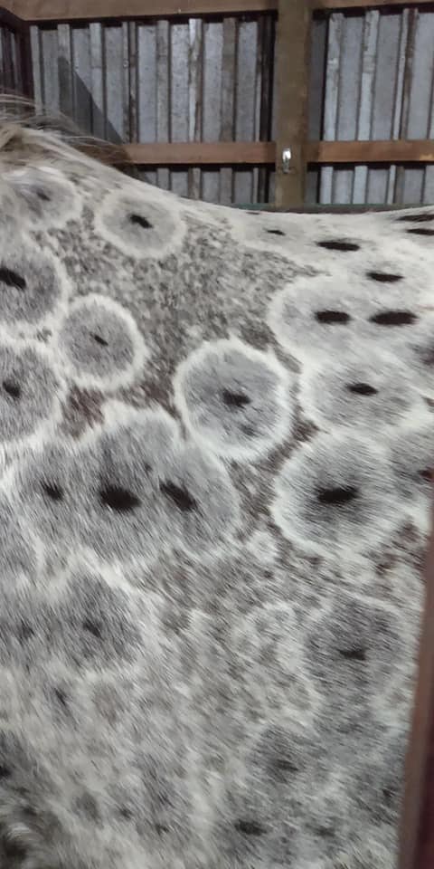 bca3