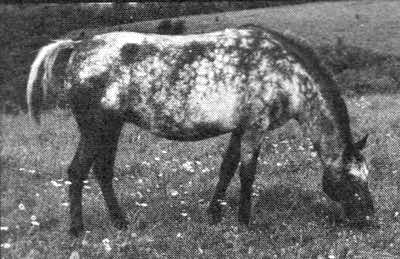 moneycreeksanitawarrior
