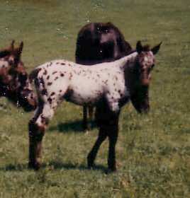 moneycreeksleopardangel