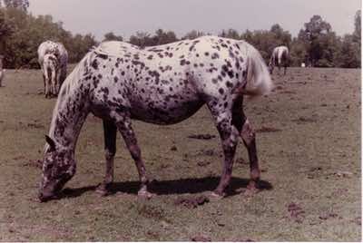 moneycreeksshamiela