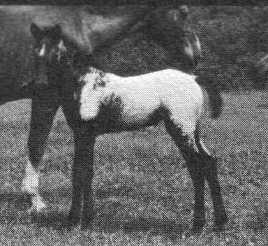 moneycreekssirimay