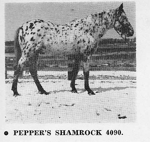peppersshamrock2