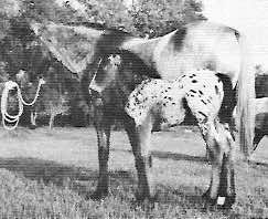 peppersshamrockasfoal