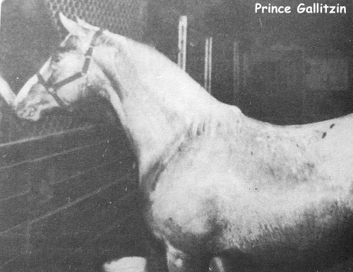 prince gallitzin