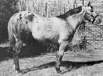 princewapiti