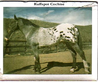 ruffspotcochise