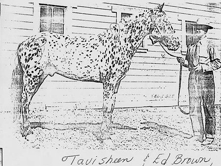 tavisheen