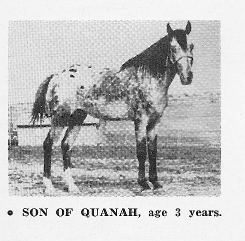 sonofquanah