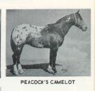 peacockscamelot