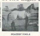 peacockseagle