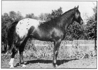 redeagle