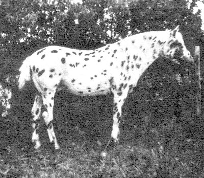 Rockledgeinpasture
