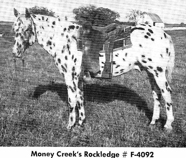 mcrockledgesaddle