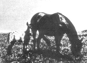 moneycreeksbearrock