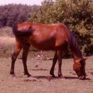 moneycreeksbrowndeer