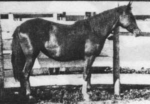moneycreeksdawnstar2