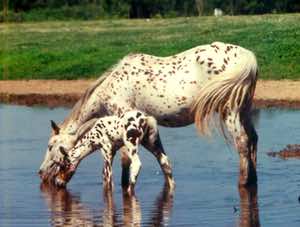 moneycreeksrockalena3