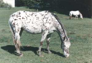 moneycreeksrockolette2