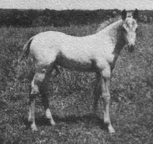 moneycreekssandlewood