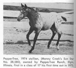 peppertree