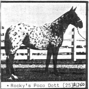rockyspocodott