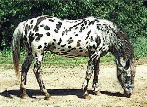 shamonspepper2