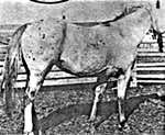 warhorse