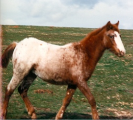 redroancolt