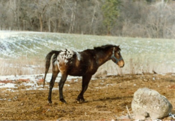 yearoutstallion