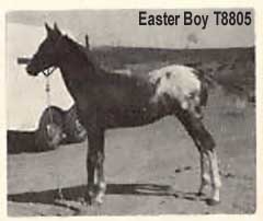 easterboy